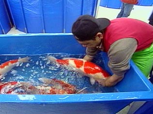 Koi - Die teuersten Fischstbchen der Welt  
